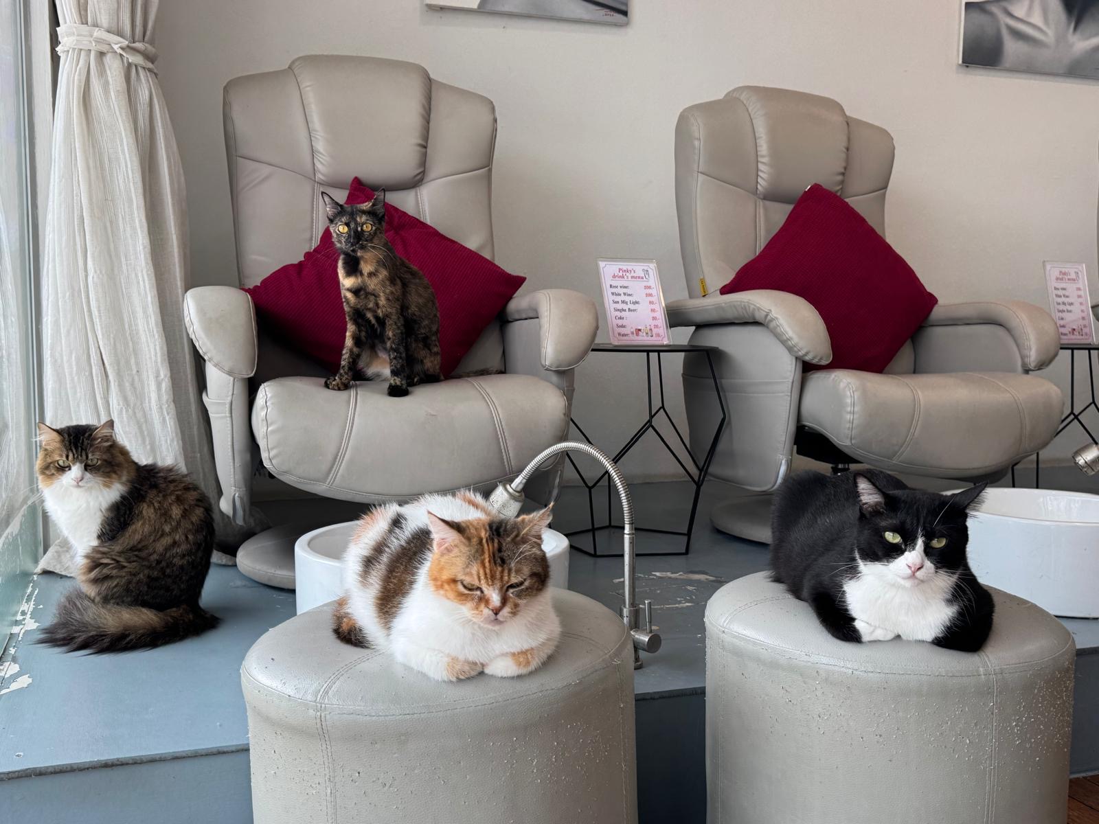 All four rescued cats at Pinky's Nail Spa Koh Samui — Toni, Garfield, Lila and Charlie