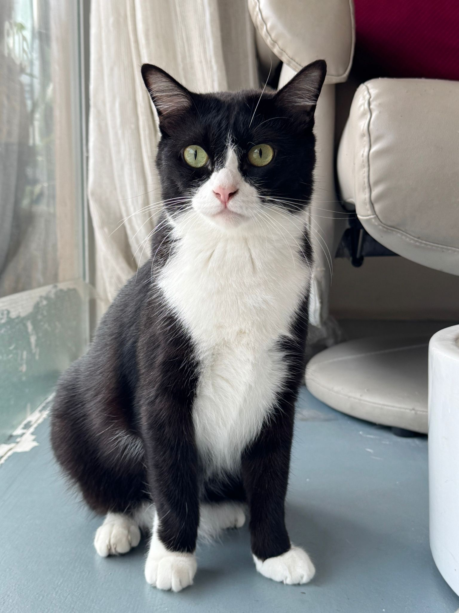 Charlie the black and white tuxedo cat at Pinky's Nail Spa