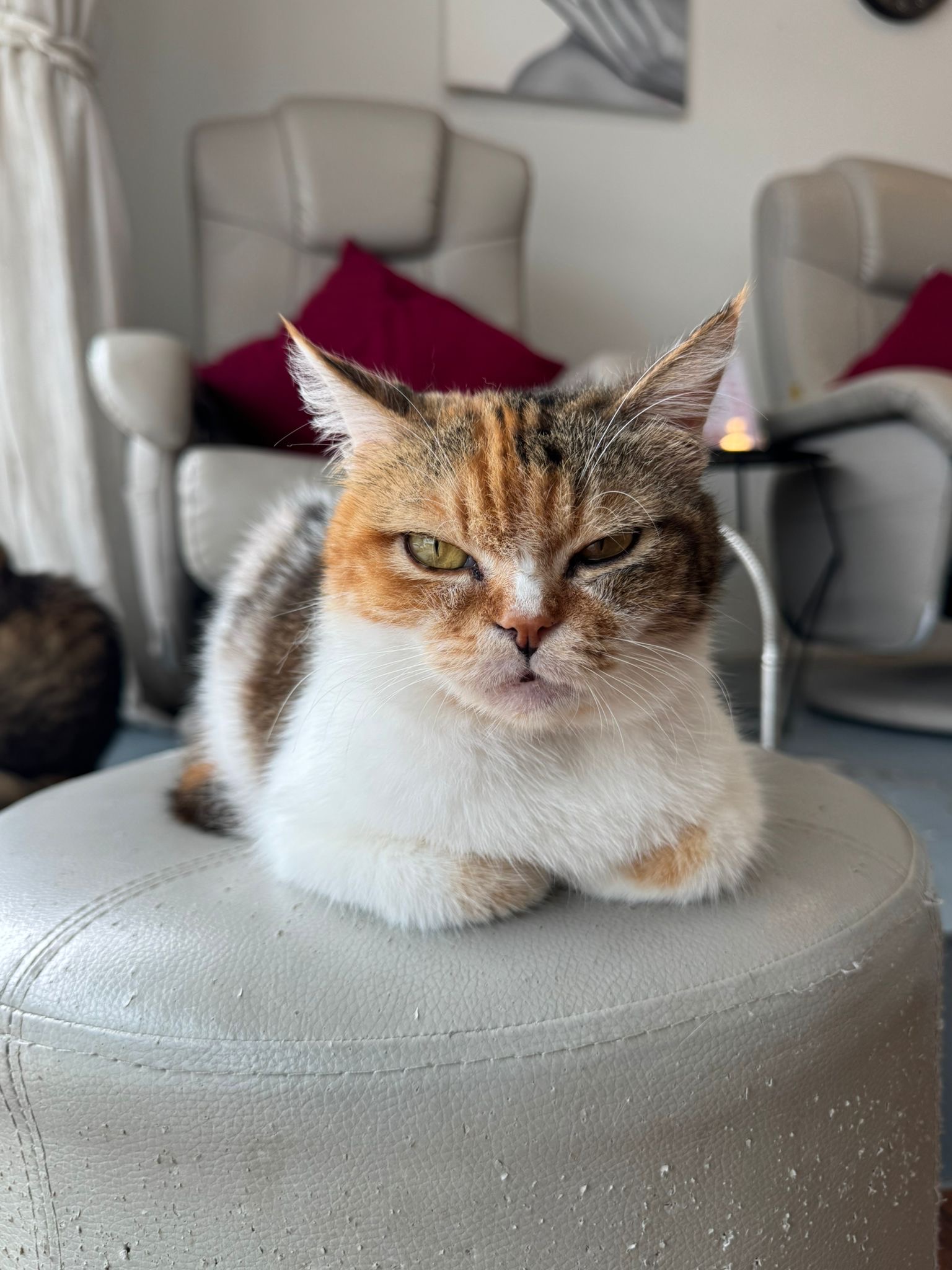 Garfield the grumpy boss cat at Pinky's Nail Spa Koh Samui