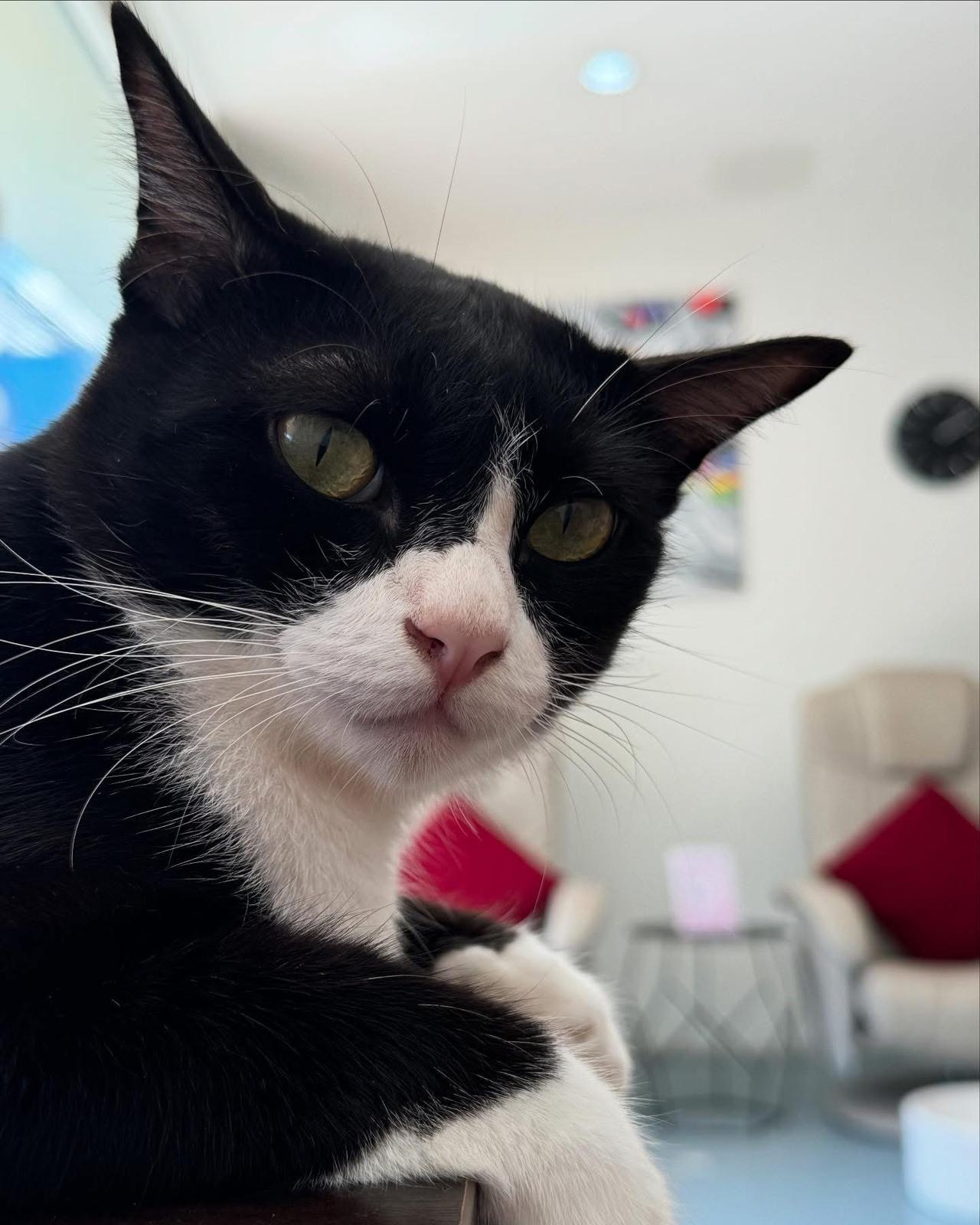 Charlie the salon cat at Pinky's Nail Spa