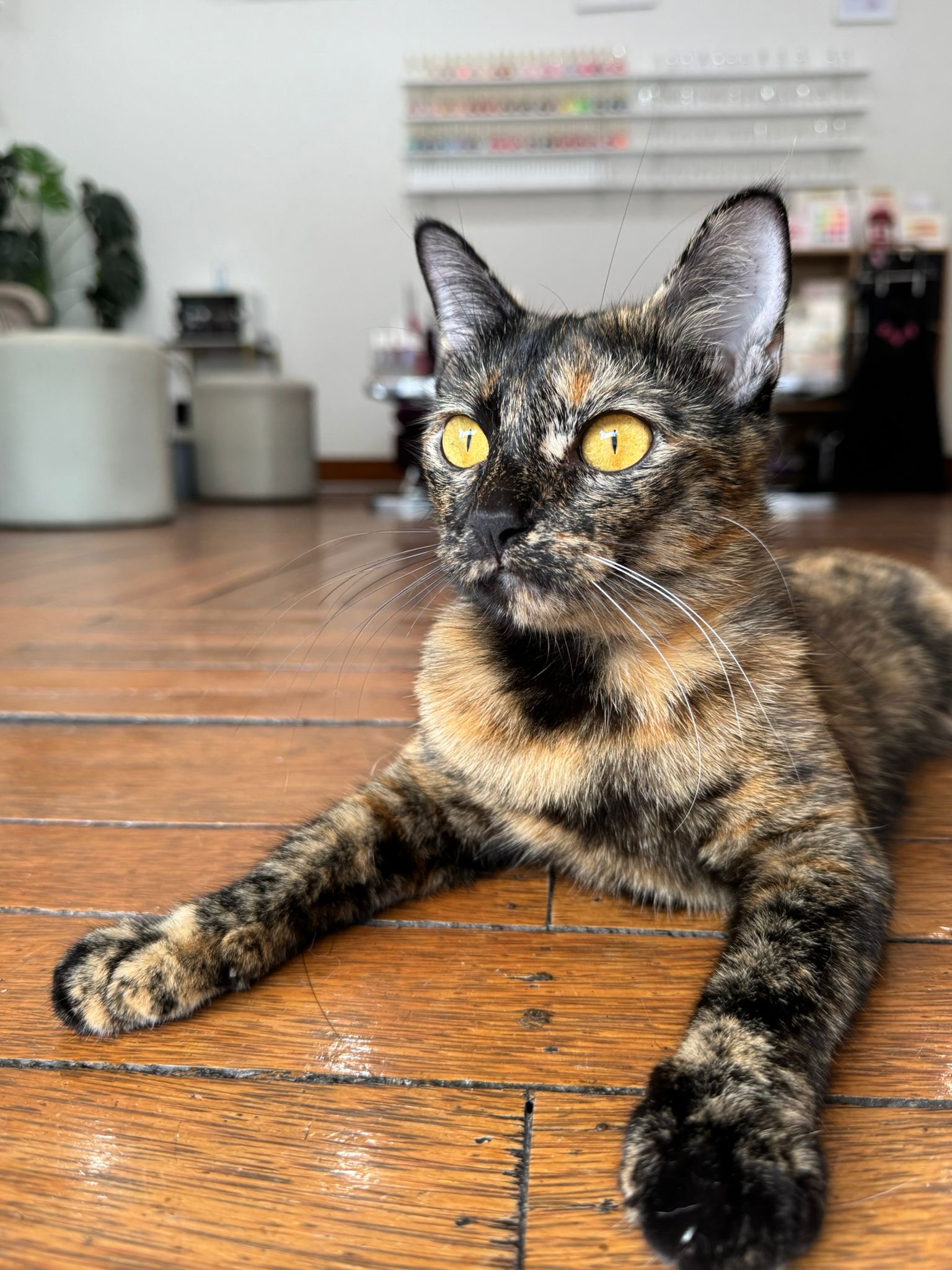 Lila the young tortoiseshell kitten at Pinky's Nail Spa