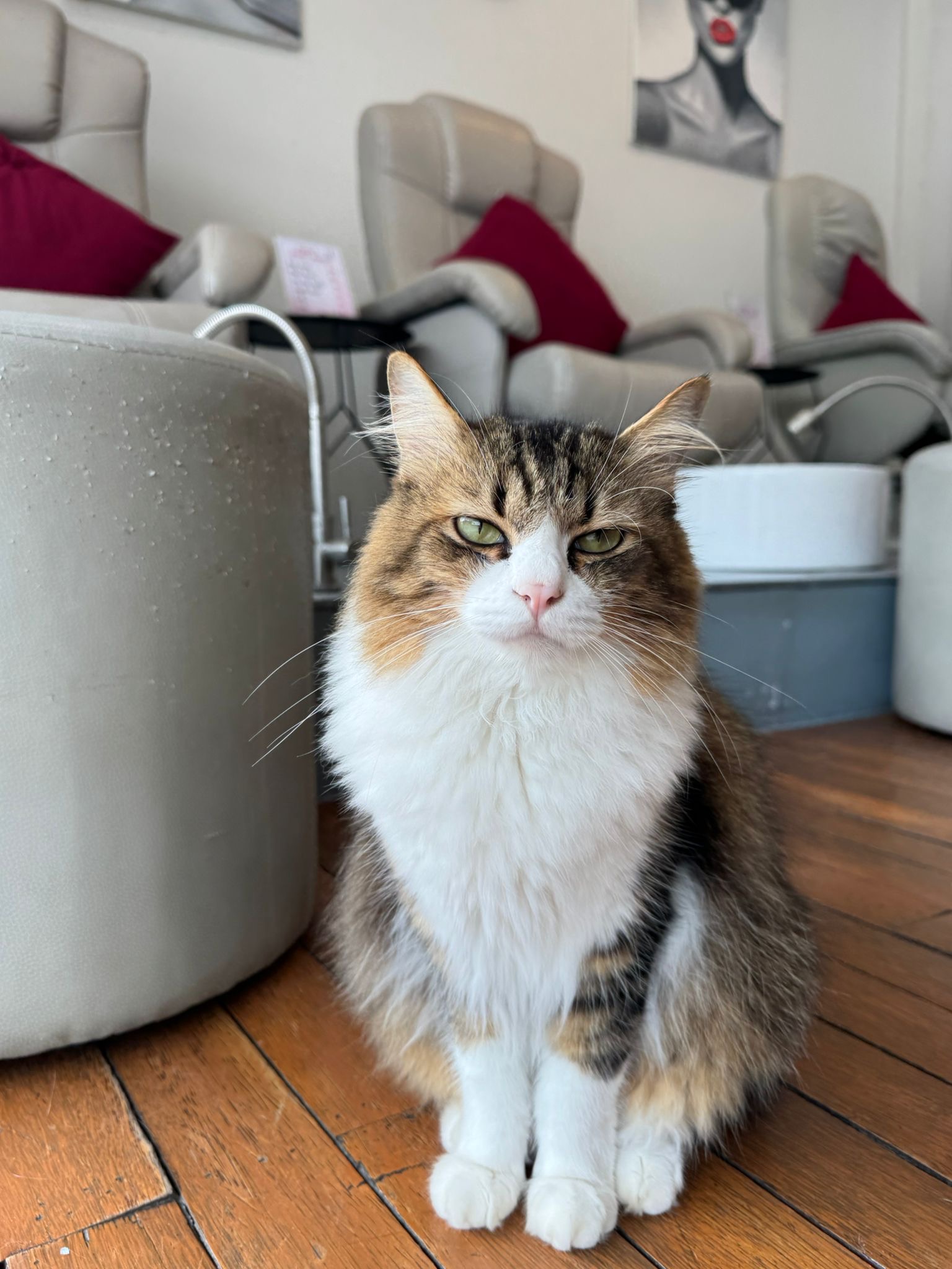 Toni the long-haired fluffy cat at Pinky's Nail Spa Koh Samui